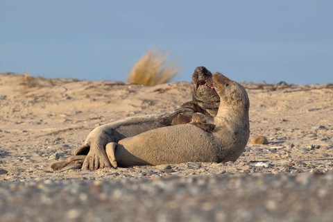 Grey Seals