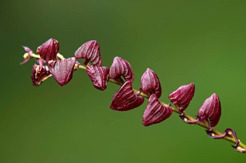Neotropical Miniaturorchidee Stelis spec.