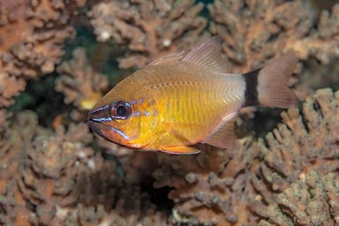 Flower cardinalfish