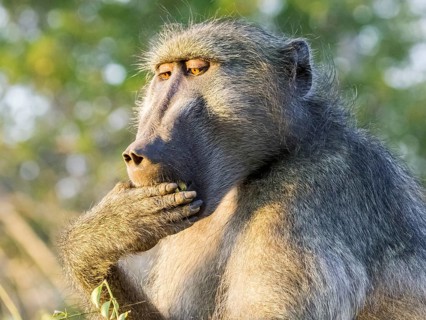 Yellow Baboon