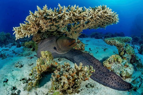 Giant Moray