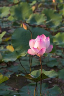 Lotus flower