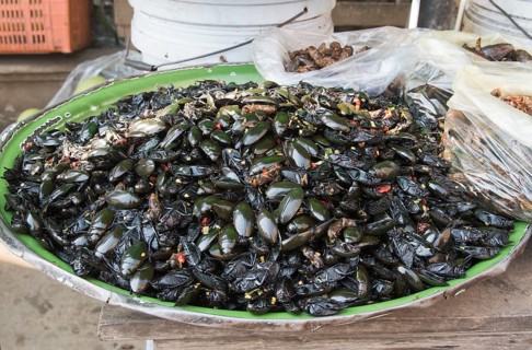 Cockroaches the market