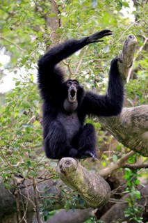 Siamang
