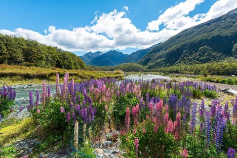 Purple Large-leaved lupines