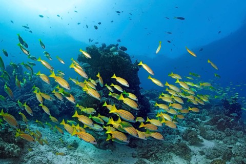 School of Bluestripe Snapper