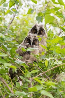 Young long-eared owls