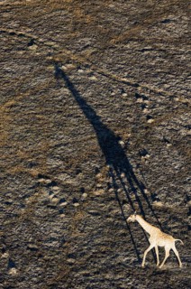 Southern Giraffe