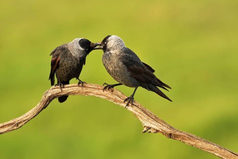 Western jackdaws