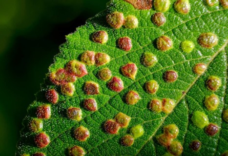 Gall or gall bladder of the gall mite