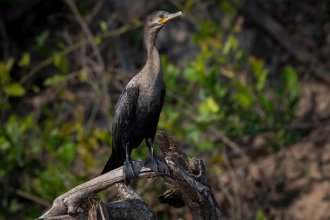 Olivaceous cormorant