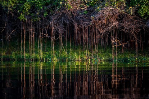 Aerial roots on the banks of the Rio Negro