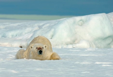 Polar bear