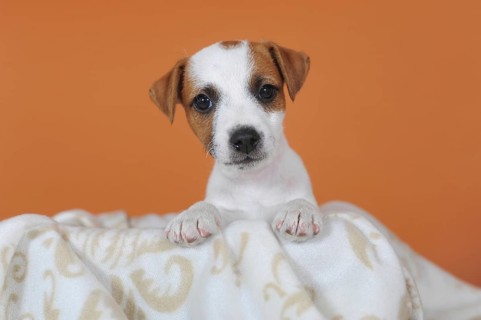 Parson Russell Terrier