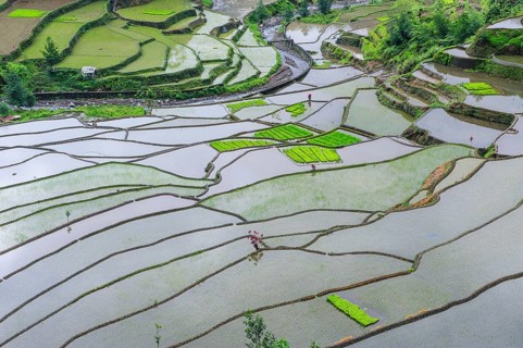 Rice terraces of Banaue