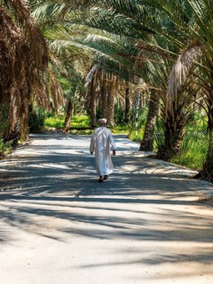 Date palm grove
