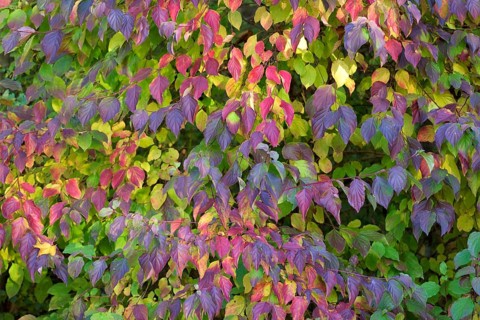 Common dogwood