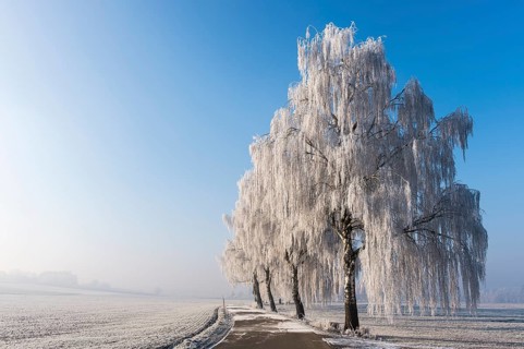 Winter landscape