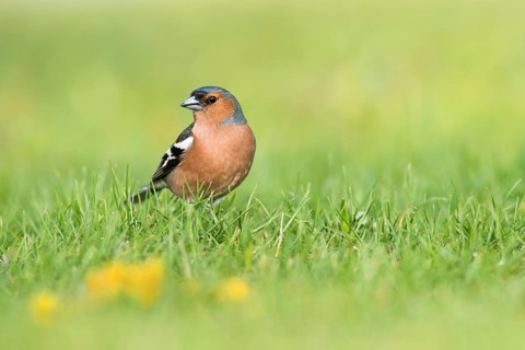 Common chaffinch