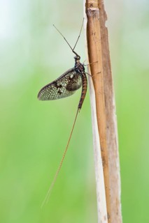 Mayfly