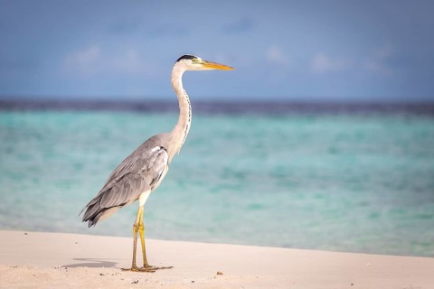Grey Heron