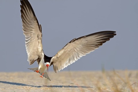 African skimmer