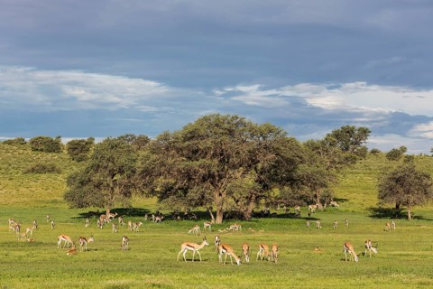 Springboks