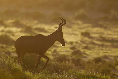 Red hartebeest