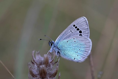 Green-Underside Blue