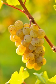 Riesling grapes