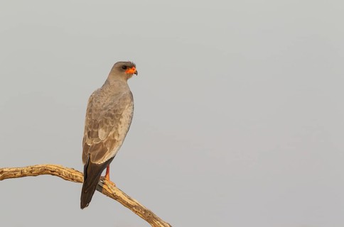 Pale-chanting Goshawk