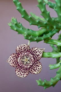 Starfish plant