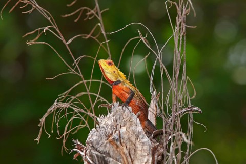 Oriental Garden Lizard