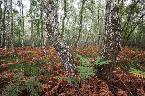 Moor birch trees