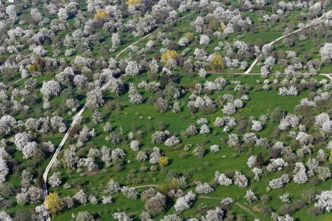 Blooming orchard