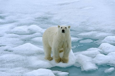 Polar bear
