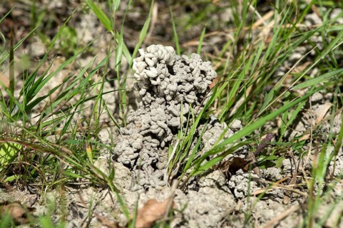 Pedogenic precipitates from earthworm