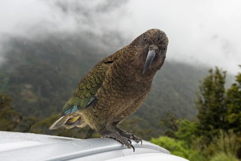 Kea