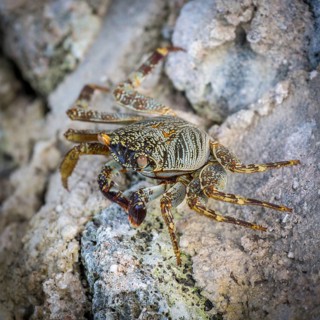 Shore crab