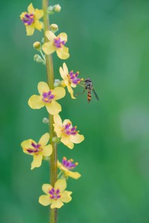 Dark mullein
