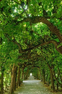 Lime tree arcade