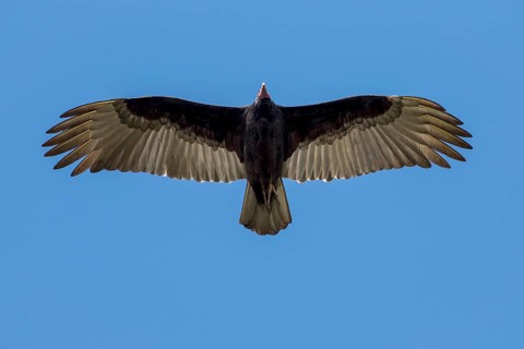 Lesser yellow-headed vulture