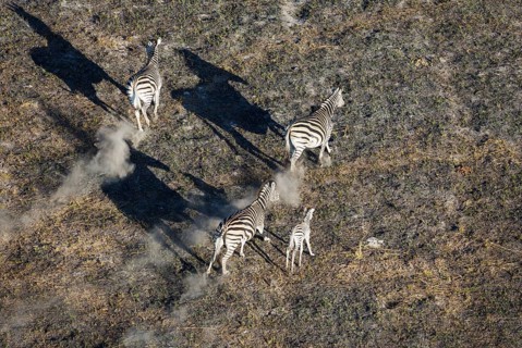 Burchell's Zebra