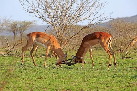 Impala