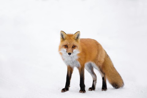Red Fox