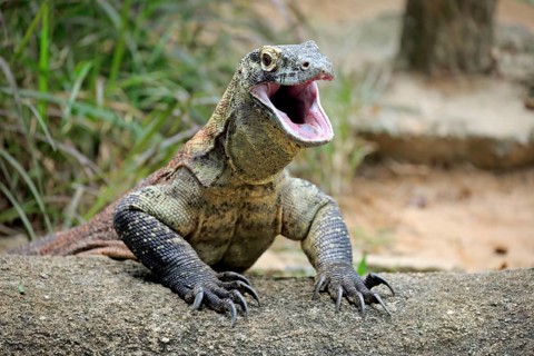 Komodo dragon