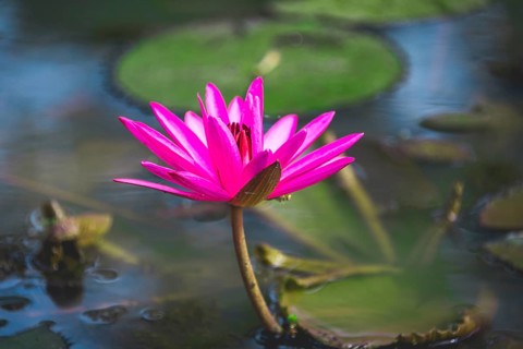 Pink Blossom