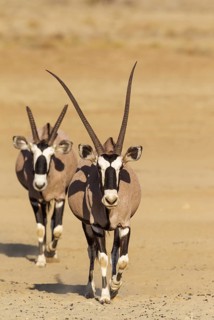Gemsboks