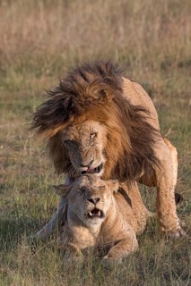 Lions