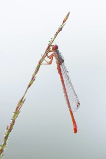 Small red damselfly